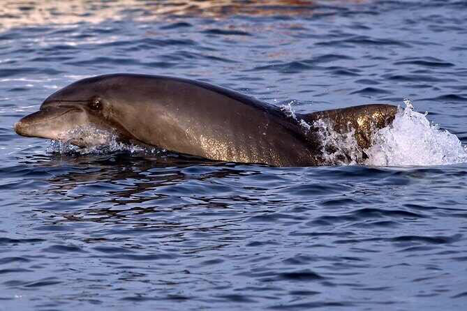 Dolphin Watching Sunset Boat Trip in Pula with Dinner - The Experience in Context