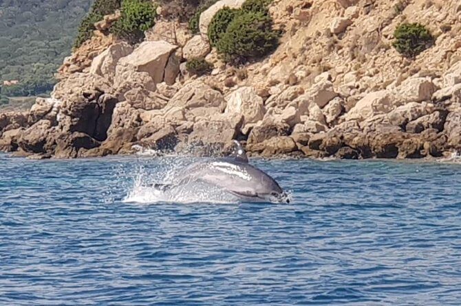 Dolphin Watching Tour - from Golfo Aranci - Frequently Asked Questions