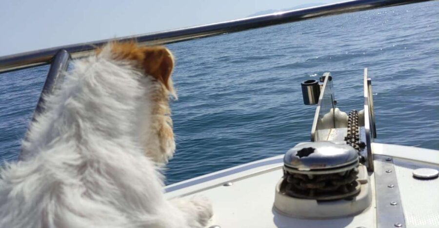 DOLPHIN WATCHING - The Sum Up: Is This Tour Worth It?