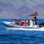 Dolphin - Whale - Turtle - Bird Watching - What Sets This Tour Apart?