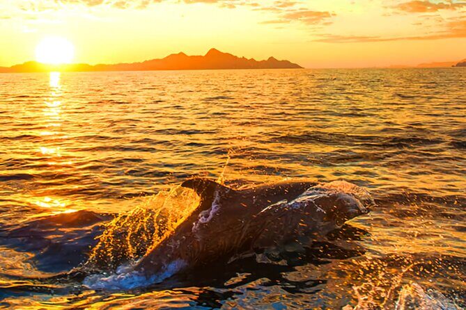Dolphins and sunset watching private boat tour from Pula - Analyzing the Value