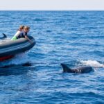 Dolphins & Caves on Rib Boat - Why This Tour Stands Out