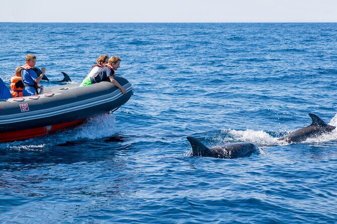 Dolphins & Caves on Rib Boat - Why This Tour Stands Out