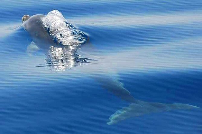 Dolphins Search and Benagil Caves from Albufeira - Discovering the Algarve Coastline: What to Expect