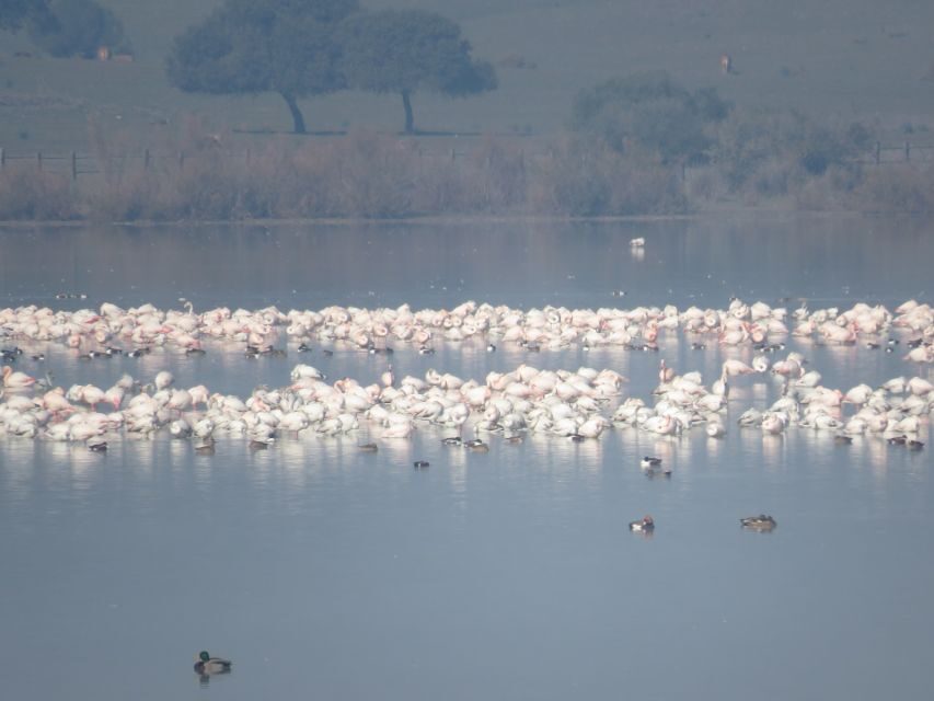 Doñana National Park: 2-Day Tour from Seville - Who Should Consider This Tour?
