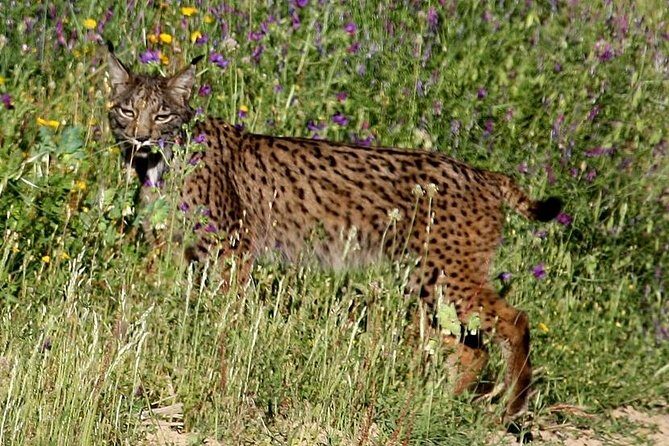 Donana National Park & Matalascanas Guided Tour from Seville - Final Thoughts