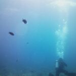 Double Shore Dive (certified divers) - Who Is This Tour Best For?