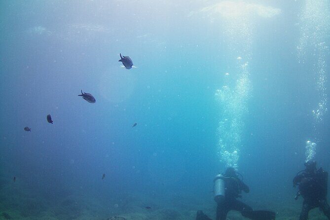 Double Shore Dive (certified divers) - Who Is This Tour Best For?