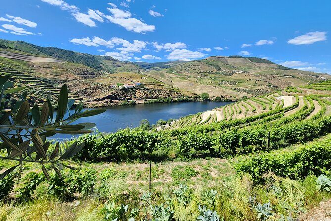 Douro Valley Private Tour (winery + boat + viewpoint) - A Detailed Look at the Douro Valley Private Tour