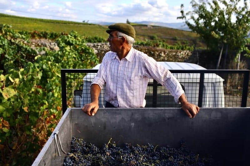 Douro Valley: Provesende and São Cristóvão Guided Hike - What Makes This Tour Stand Out?