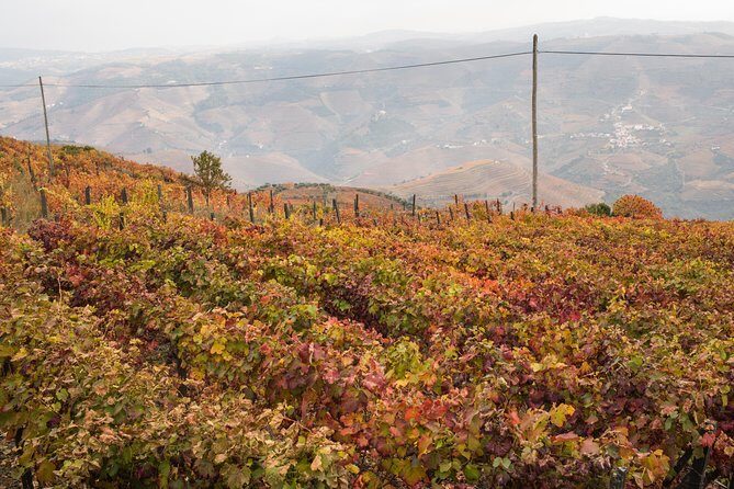 Douro Valley Small-Group Tour with Wine Tasting, Lunch and Boat - Who Will Enjoy This Tour?