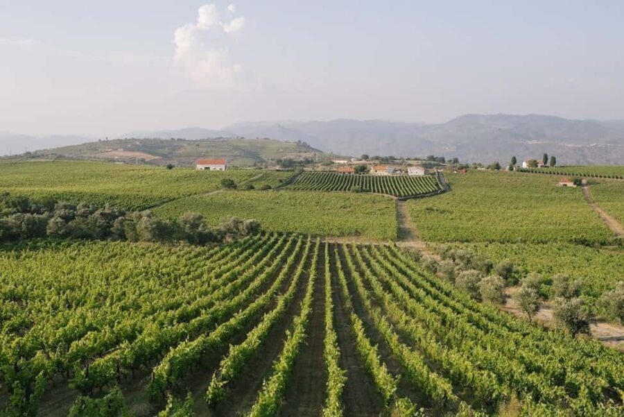 Douro Valley: Winery Tour with Port Wine Tasting and Picnic - The Picnic and Stunning Views