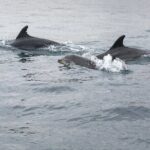 Dreamer Cave and Dolphins Boat Tour with Transport from Albufeira - Who Would Love This Tour?