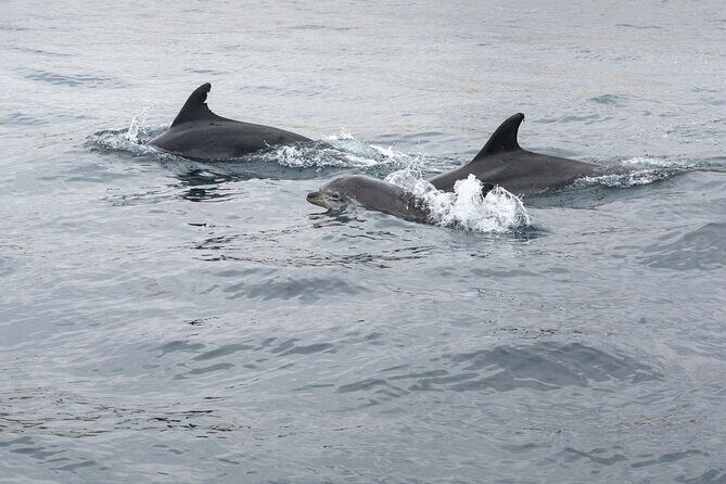 Dreamer Cave and Dolphins Boat Tour with Transport from Albufeira - Who Would Love This Tour?