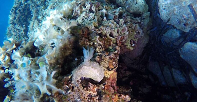 Dubrovnik: 1-Day Discover Scuba Diving Course - What You’ll See and Experience