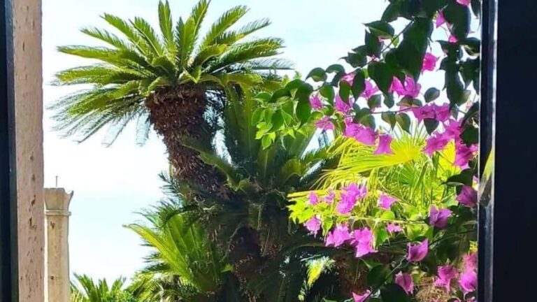 Dubrovnik Views & Trsteno Botanical Garden Experience - The Botanical Gem: Trsteno Arboretum