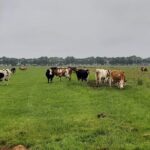 Dutch Windmills & Polder Walking Tour - Who Will Love This Tour?