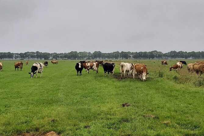 Dutch Windmills & Polder Walking Tour - Who Will Love This Tour?