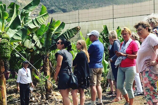 Ecological Banana Plantation Tour - Exploring Tenerife’s Eco-Friendly Banana Plantation