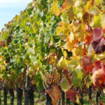El Penedès: Cava Winery Small Group Tour - Analyzing the Value