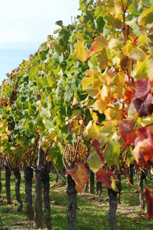 El Penedès: Cava Winery Small Group Tour - Analyzing the Value