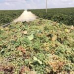 El Puerto de Santa María Winery and Tasting - The Tasting and Lunch: A Flavorful Journey