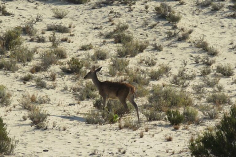 El Rocío: Doñana National Park 4x4 Guided Tour - A Detailed Look at the Tour Experience