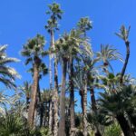Elche: Entry Ticket Huerto del Cura National Artistic Garden - Who Will Enjoy This Garden?
