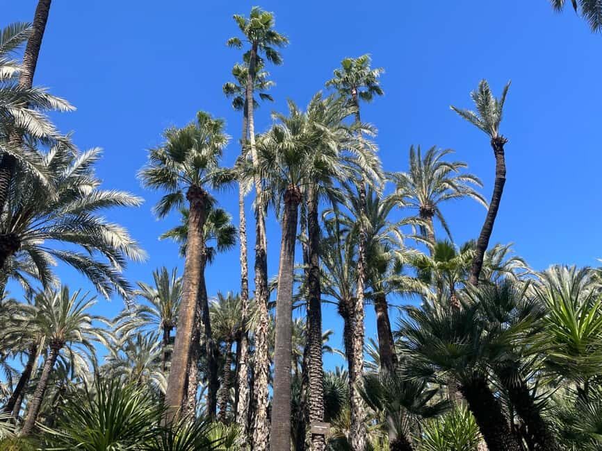 Elche: Entry Ticket Huerto del Cura National Artistic Garden - Who Will Enjoy This Garden?