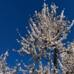 Embrace the enchantment of Mallorca's almond blossom season - Why Consider This Tour?