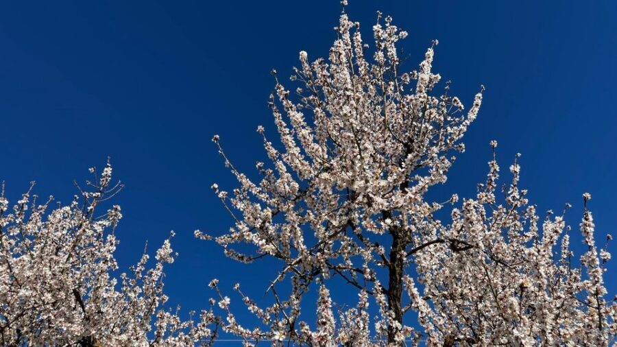 Embrace the enchantment of Mallorca's almond blossom season - Why Consider This Tour?