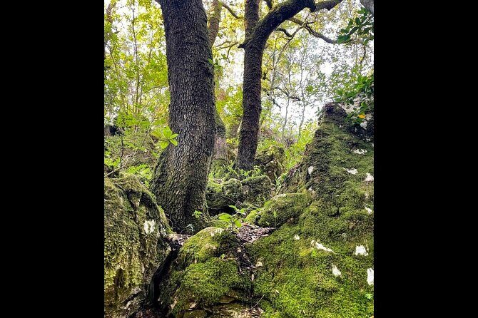 Enchanted Forest Hike and Wine Tasting Private Tour - Practical Details: What Travelers Should Know