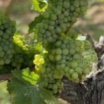 English Speaking Loire Winery Tours pickup from Amboise or Tours - Who Is This Tour Best For?