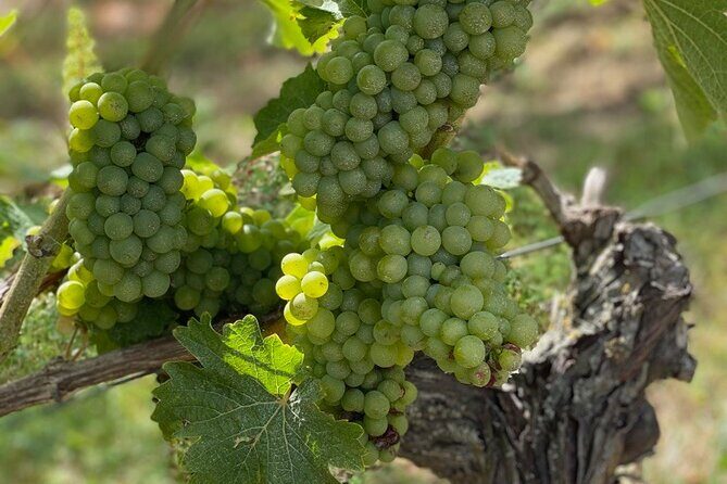 English Speaking Loire Winery Tours pickup from Amboise or Tours - Who Is This Tour Best For?