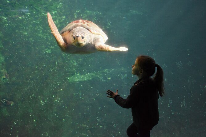 Entrance Ticket Nausicaa, the biggest aquarium in Europe - Final Thoughts