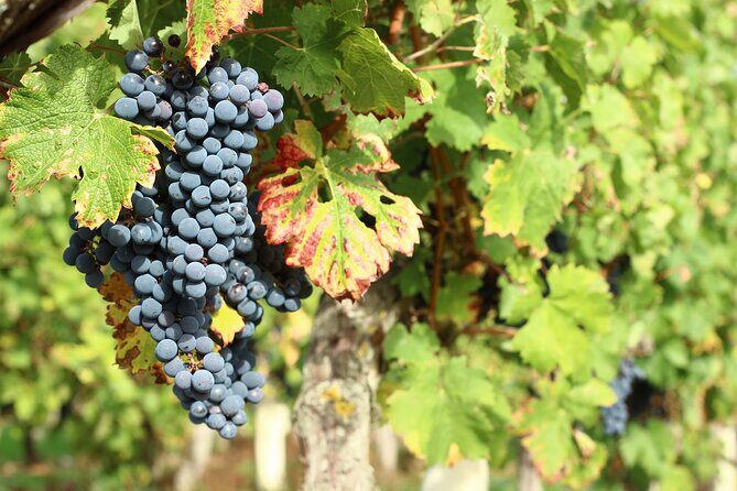 Epicurean Discovery Tour with Wine & Local Specialties - Final Reflection: Is It Worth It?