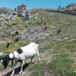 Estrela Mountain, full-day from Coimbra - Final Thoughts