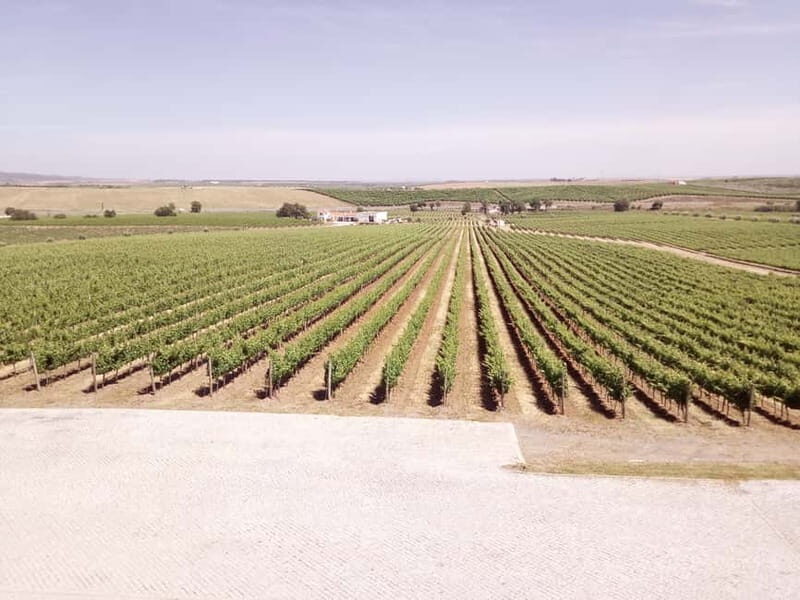 Évora town and the Olive Oil, Wine, and Cork Triangle - Practical Details & Tips