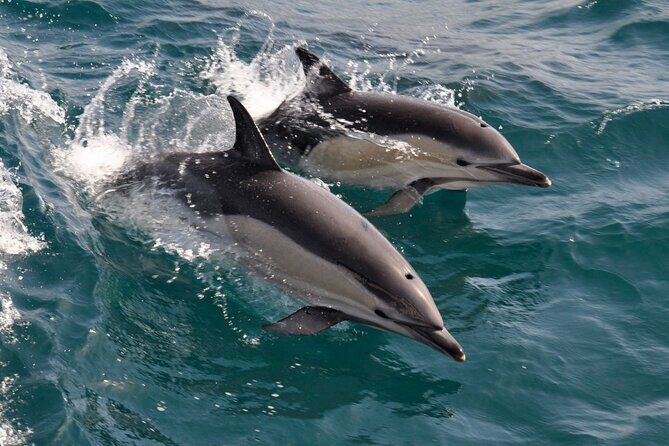 Excursion to Gibraltar with Dolphin Watching from Malaga - Who Will Love This Tour?