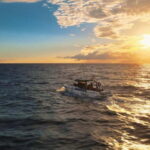 Excursion to see the whales - 3 Hours - The Real Value for Travelers