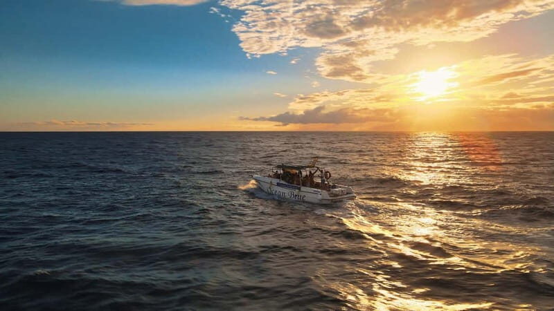 Excursion to see the whales - 3 Hours - The Real Value for Travelers