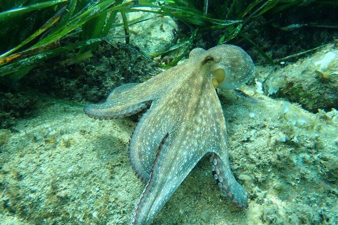 Explore Costa Brava & Tossa de Mar Coastal Trails, Snorkel & Meal - Who Will Love This Tour?