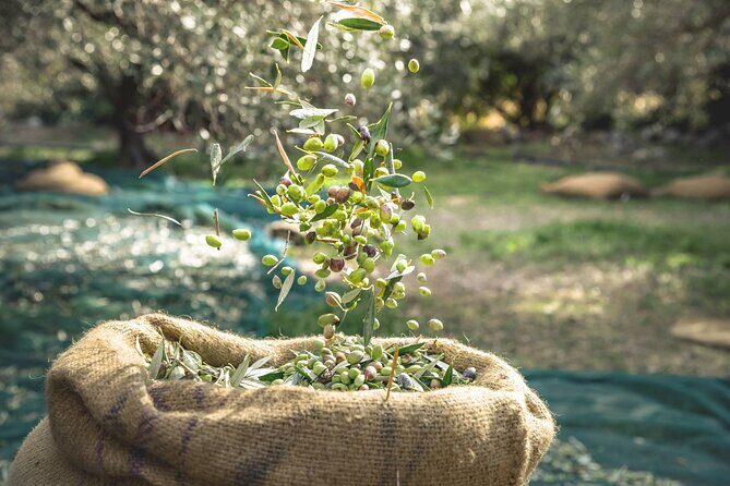 Explore the Secrets of Wine and Olives - A Closer Look at the Itinerary