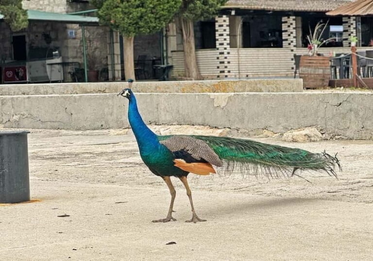 Faana: Brijuni Islands Lunch tour with Peacock Island Visit - Real Traveler Perspectives