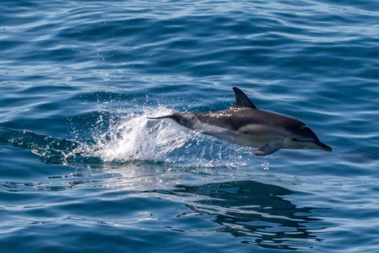 FAANA: DOLPHIN SAFARI - Who Will Love This Experience?