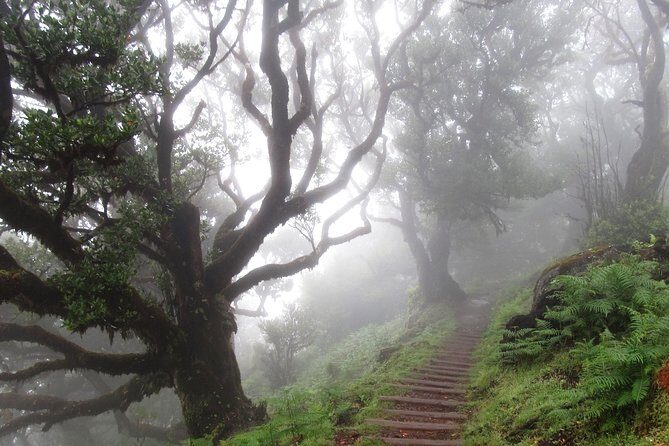 Fanal -Enchanted Forest - Who Should Consider This Tour?