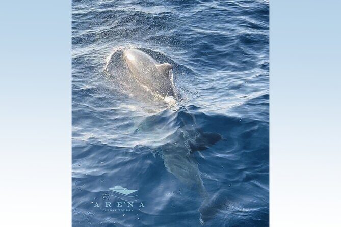 Fantastic DOLPHIN & SUNSET TOUR with dinner (Pula - NP BRIJUNI) - What You Can Expect: A Detailed Breakdown