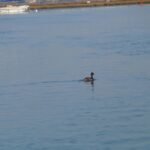 Faro: Eco-Friendly Ria Formosa Bird Watching in Solar Boat - What’s Included and What to Bring