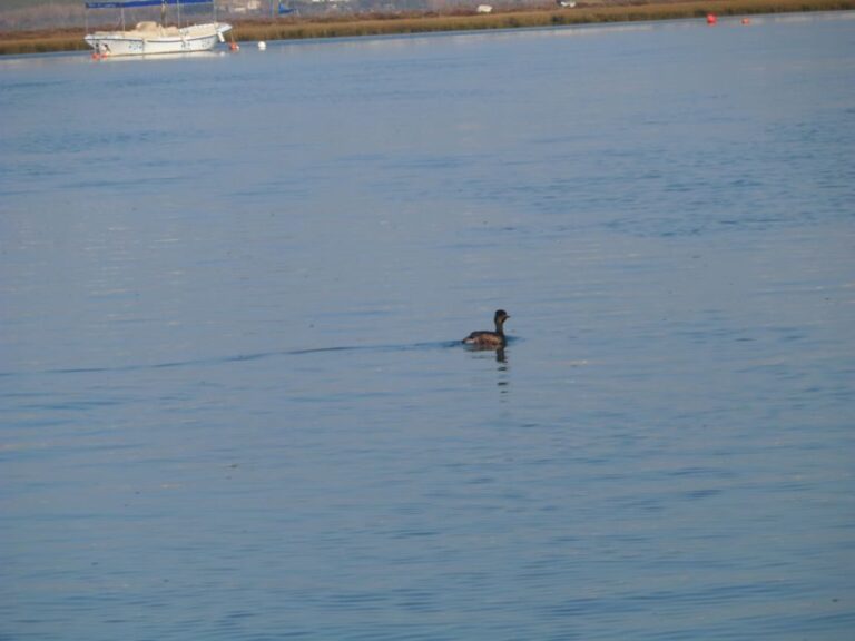 Faro: Eco-Friendly Ria Formosa Bird Watching in Solar Boat - What’s Included and What to Bring
