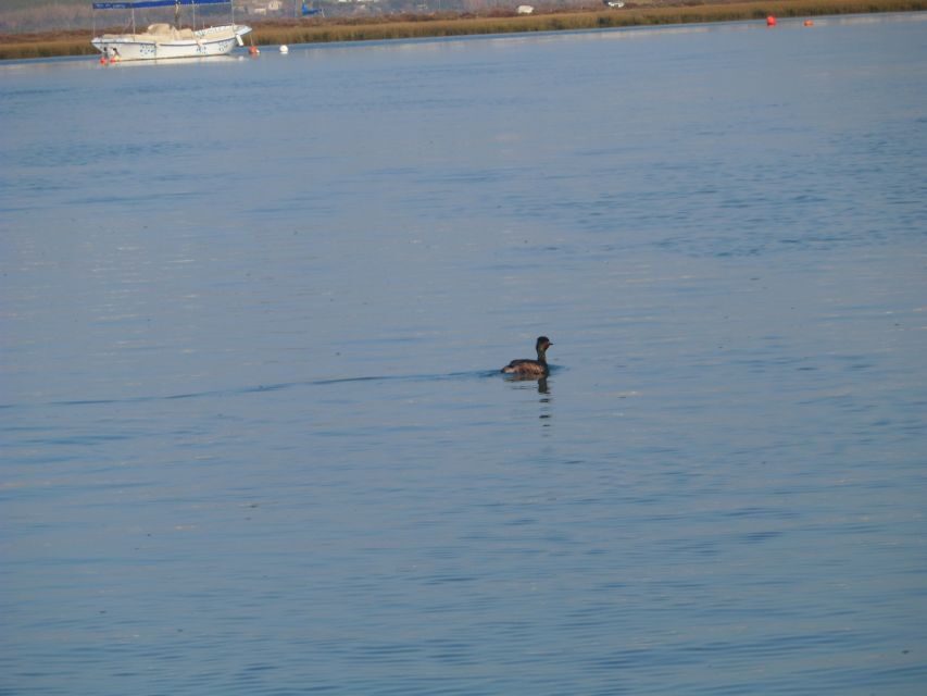 Faro: Eco-Friendly Ria Formosa Bird Watching in Solar Boat - What’s Included and What to Bring